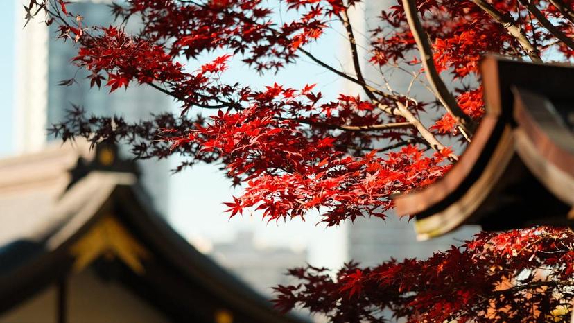 The world’s luggage storage network