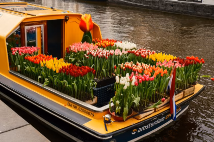 amsterdam tulip festival