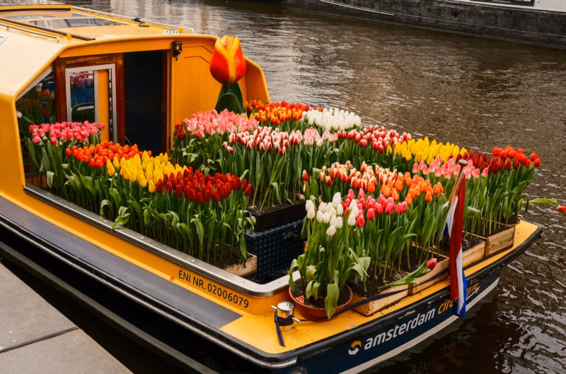 amsterdam tulip festival