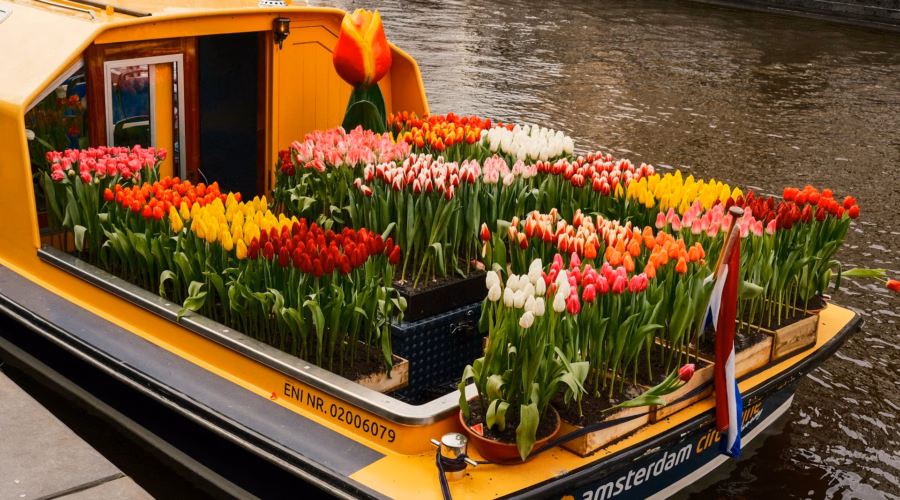 amsterdam tulip festival