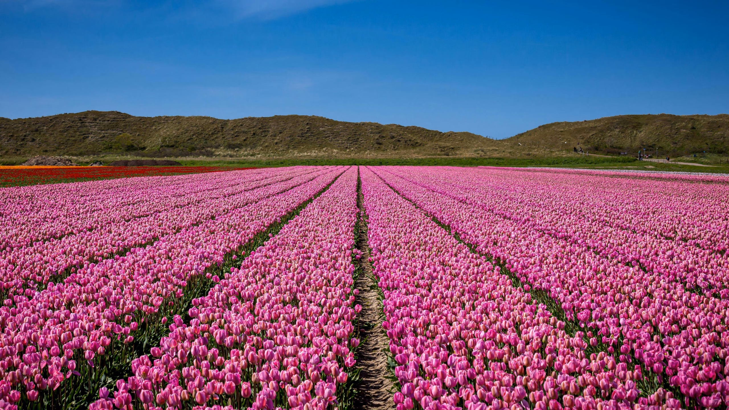 tulip field at the tulip festival in amsterdam