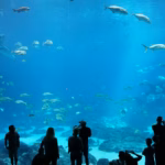 georgia aquarium bag policy