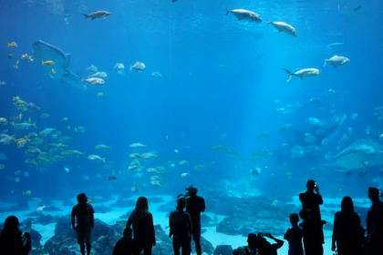 georgia aquarium bag policy