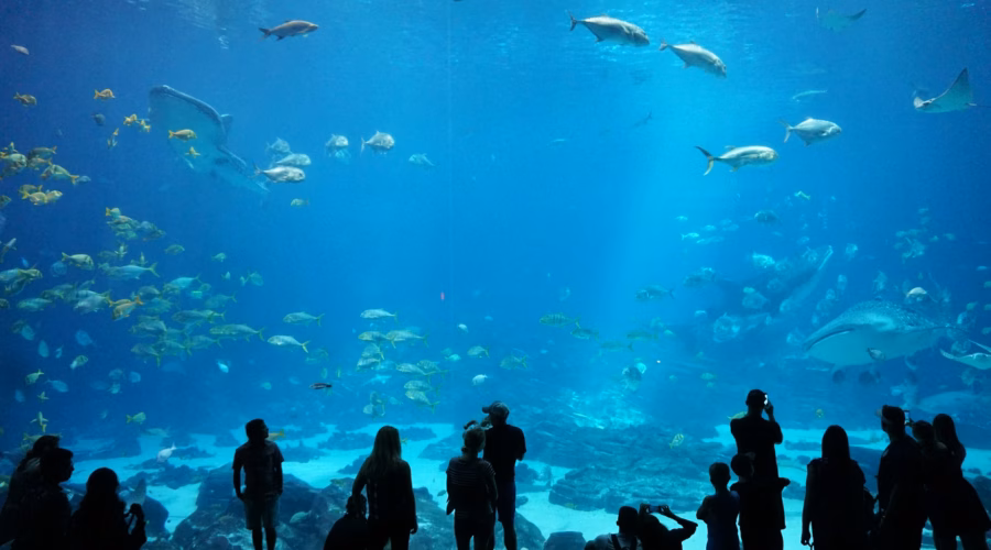 georgia aquarium bag policy