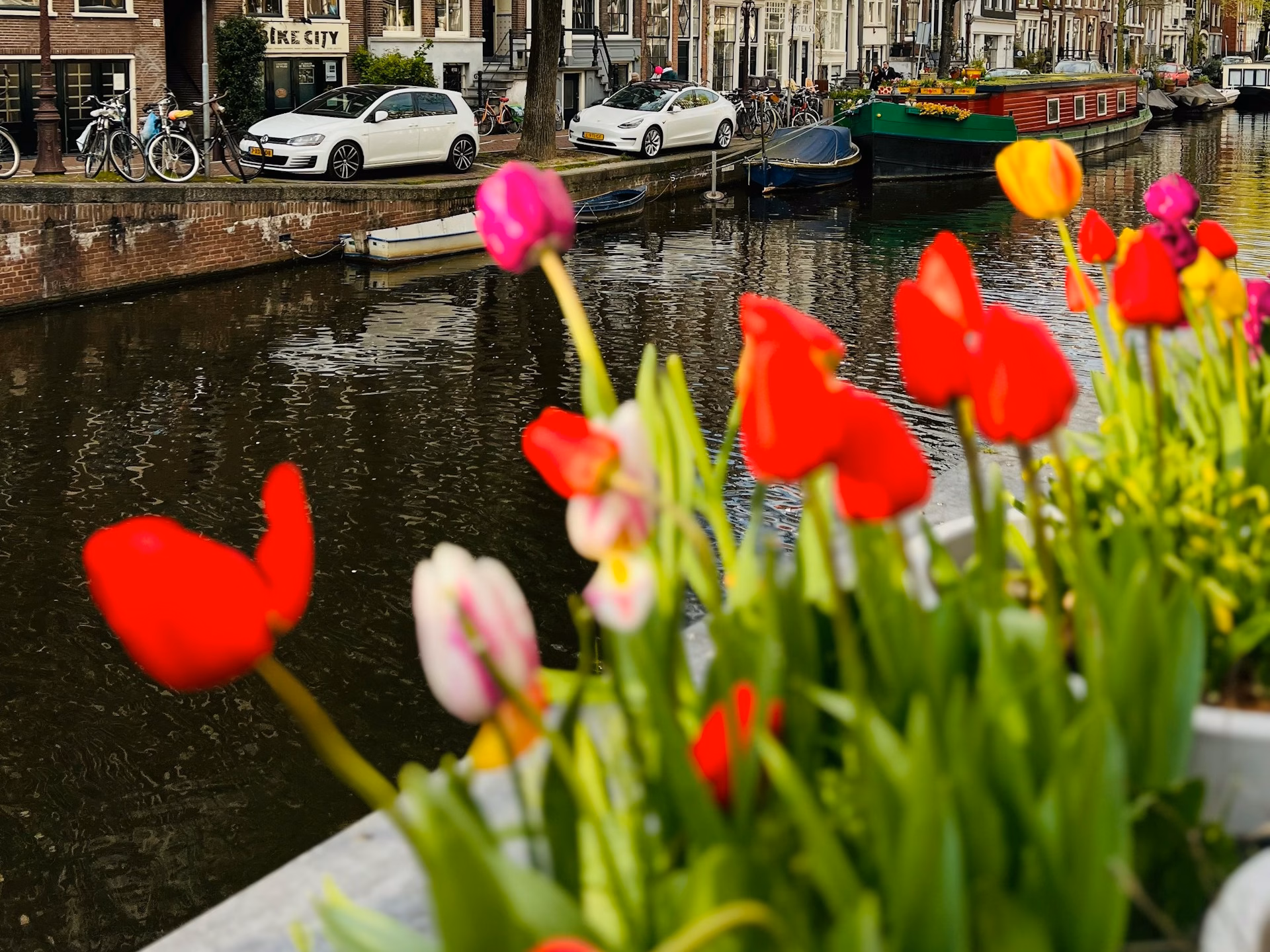 tulip festival amsterdam 2026
