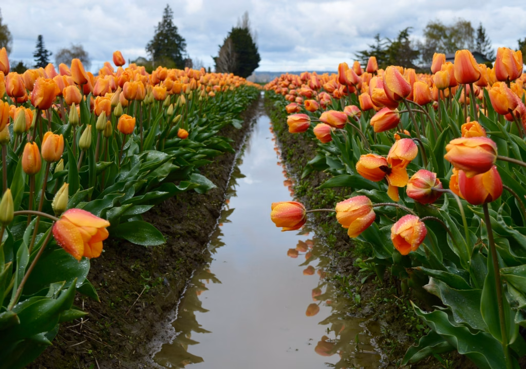 seattle tulip festival 2026