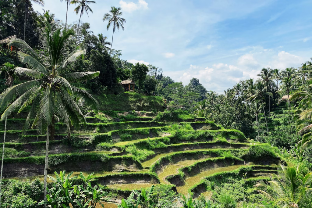 how much is a trip to bali