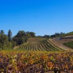 Vignoble du Beaujolais en automne avant les vendanges du vin nouveau