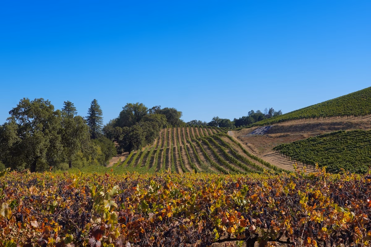 Vignoble du Beaujolais en automne avant les vendanges du vin nouveau