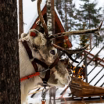 Reindeer pulling a sleigh in the snow in Lapland