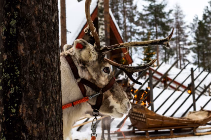 Reindeer pulling a sleigh in the snow in Lapland